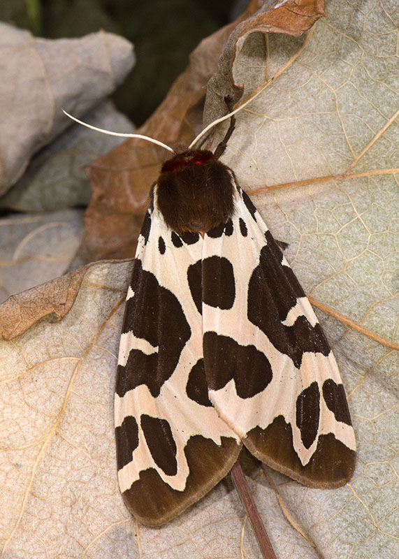 Bruco da determinare - Arctia caja, Erebidae Arctiinae